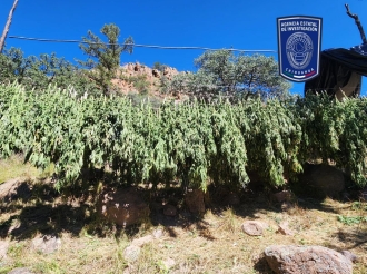 Narco Búfalo de Marco